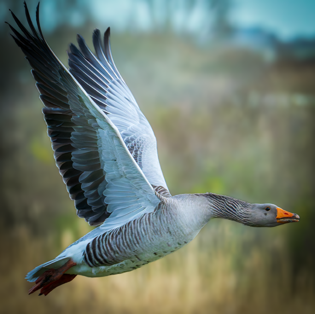 Grauwe gans (Zeeland). Foto van Frank Verheij.
Vleugels hoog